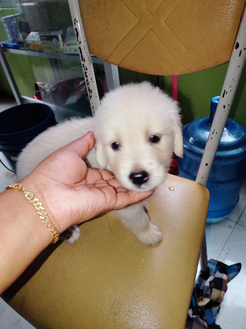 A small white puppy being gently held inside the clinic